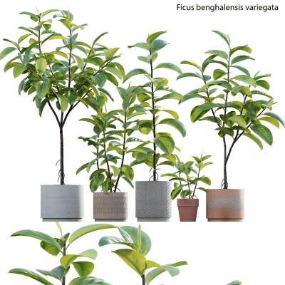 现代绿植盆景-30